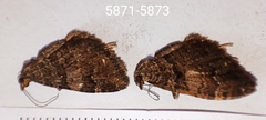 Xanthorhoe rupicola