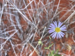 Brachyscome tesquorum