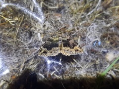 Xanthorhoe rupicola