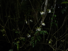 Tabebuia fluviatilis