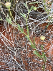 Brachyscome tesquorum