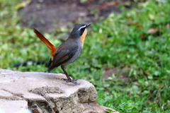 Cossypha caffra caffra