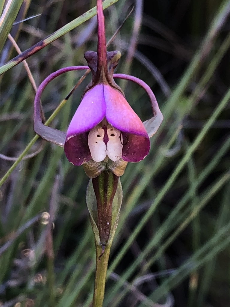 False Disa Tribe