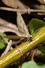 Eupithecia ericeata