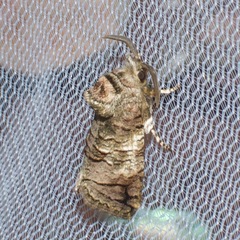 Macrocyttara expressa