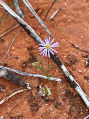 Brachyscome tesquorum