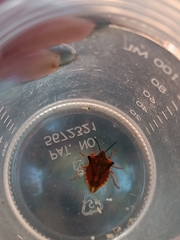 Carpocoris fuscispinus