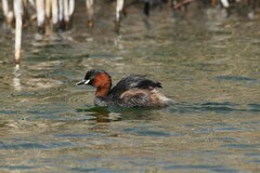 Tachybaptus ruficollis capensis
