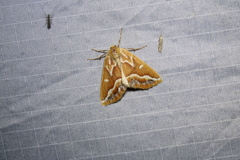 Caripeta angustiorata