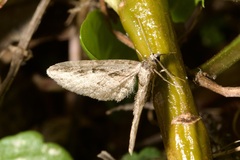 Eupithecia ericeata