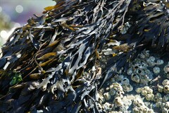 Fucus distichus