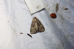 Phosphila turbulenta