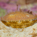 Icelandic Scallop - Photo (c) alex_shure, some rights reserved (CC BY-NC), uploaded by alex_shure