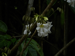 Tabebuia fluviatilis