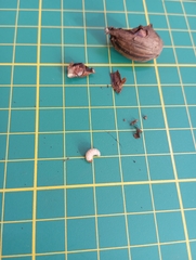 Curculio glandium
