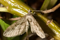 Eupithecia ericeata