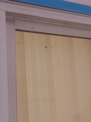 Crossopriza lyoni