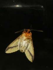Symphlebia