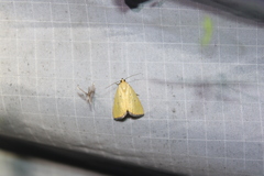 Marimatha nigrofimbria