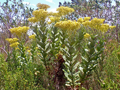 Senecio rigidus