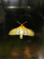 Symphlebia