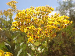 Senecio rigidus