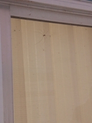 Crossopriza lyoni
