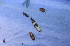Prionapteryx nebulifera