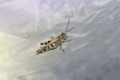 Psinidia fenestralis