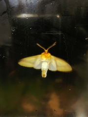 Symphlebia