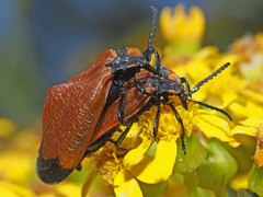 Lycus palliatus