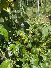 Neoalsomitra clavigera