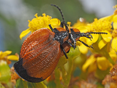 Lycus palliatus