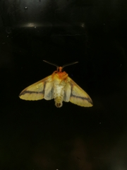 Symphlebia