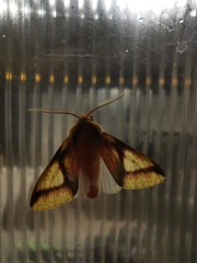 Symphlebia