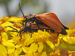 Lycus palliatus