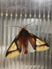 Symphlebia