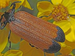 Lycus palliatus