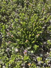 Muraltia satureioides
