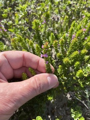 Muraltia satureioides