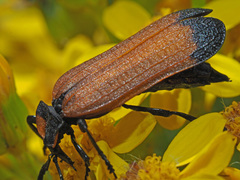 Lycus palliatus