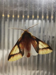 Symphlebia