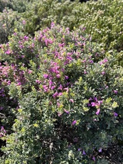 Indigofera brachystachya