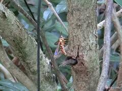 Ichneumenoptera punicea