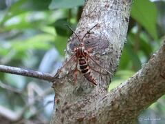 Ichneumenoptera punicea