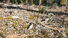 Pterostylis pusilla