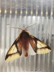 Symphlebia
