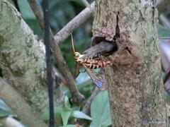 Ichneumenoptera punicea