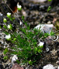 Sabulina dawsonensis