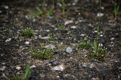 Sabulina dawsonensis